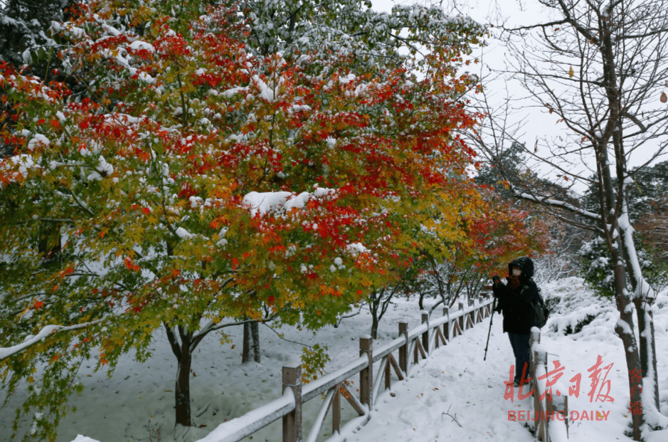 游客|香山再现“雪缀红叶”，上一次还是12年前