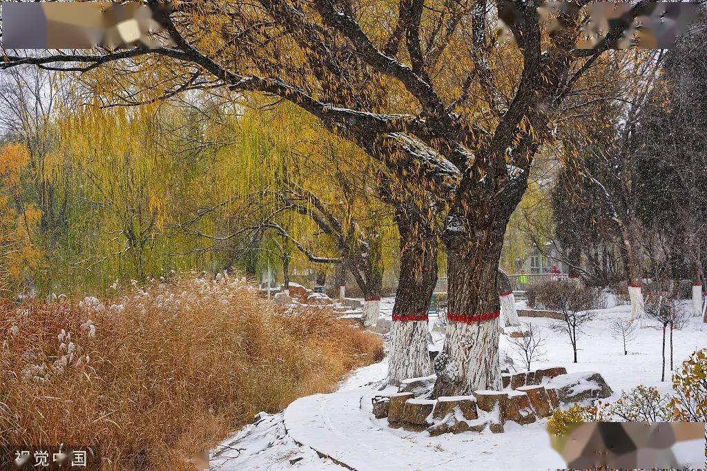 大雪|雪，一片一片一片一片......