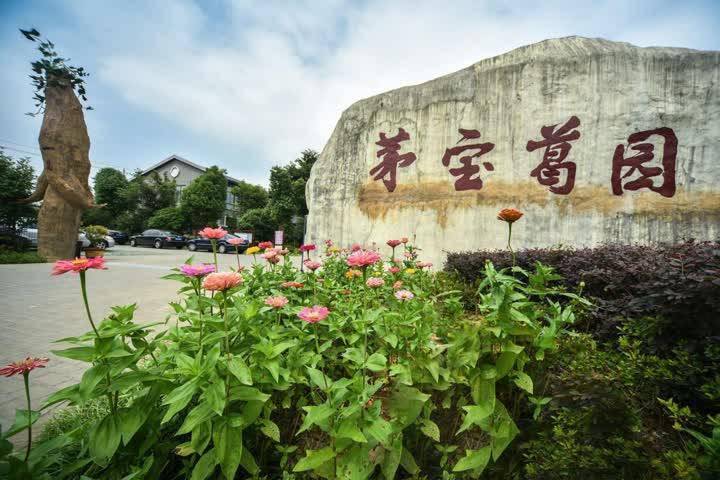 「吉品晓镇」探访茅宝葛园,带动销售促进就业,小葛根做出大"文章"