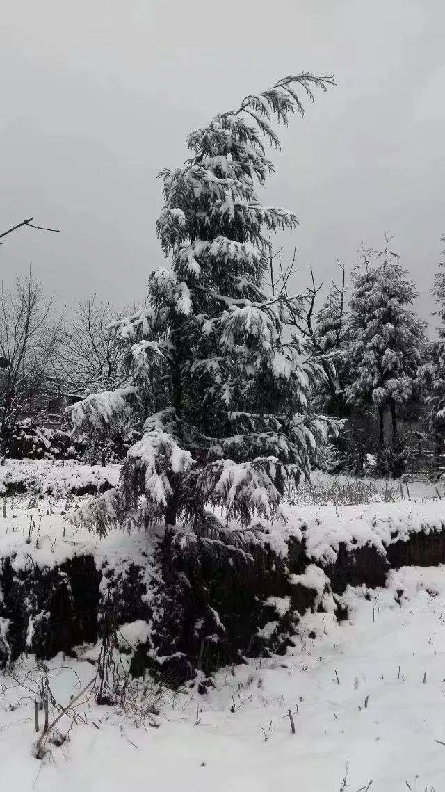 今天昭通这些地方下雪啦
