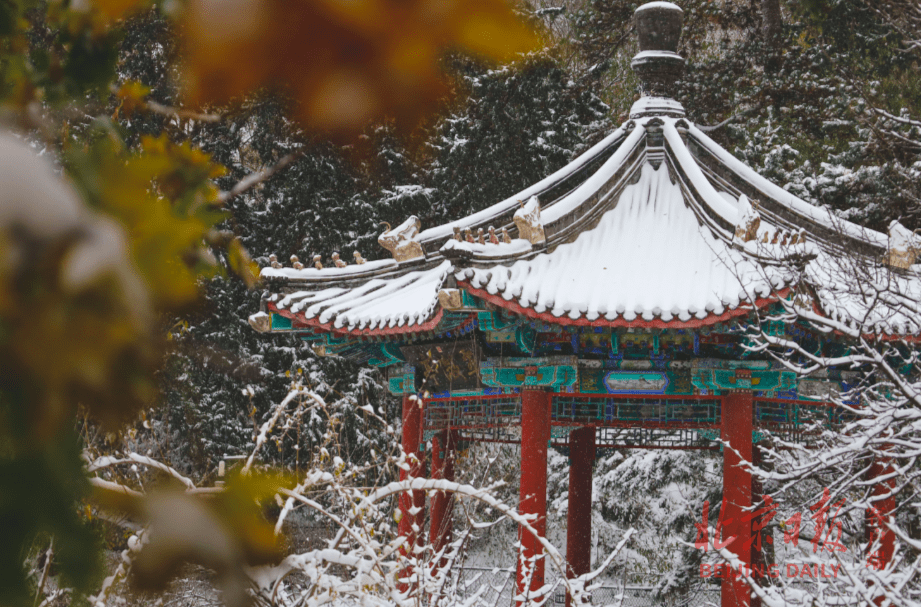 游客|香山再现“雪缀红叶”，上一次还是12年前