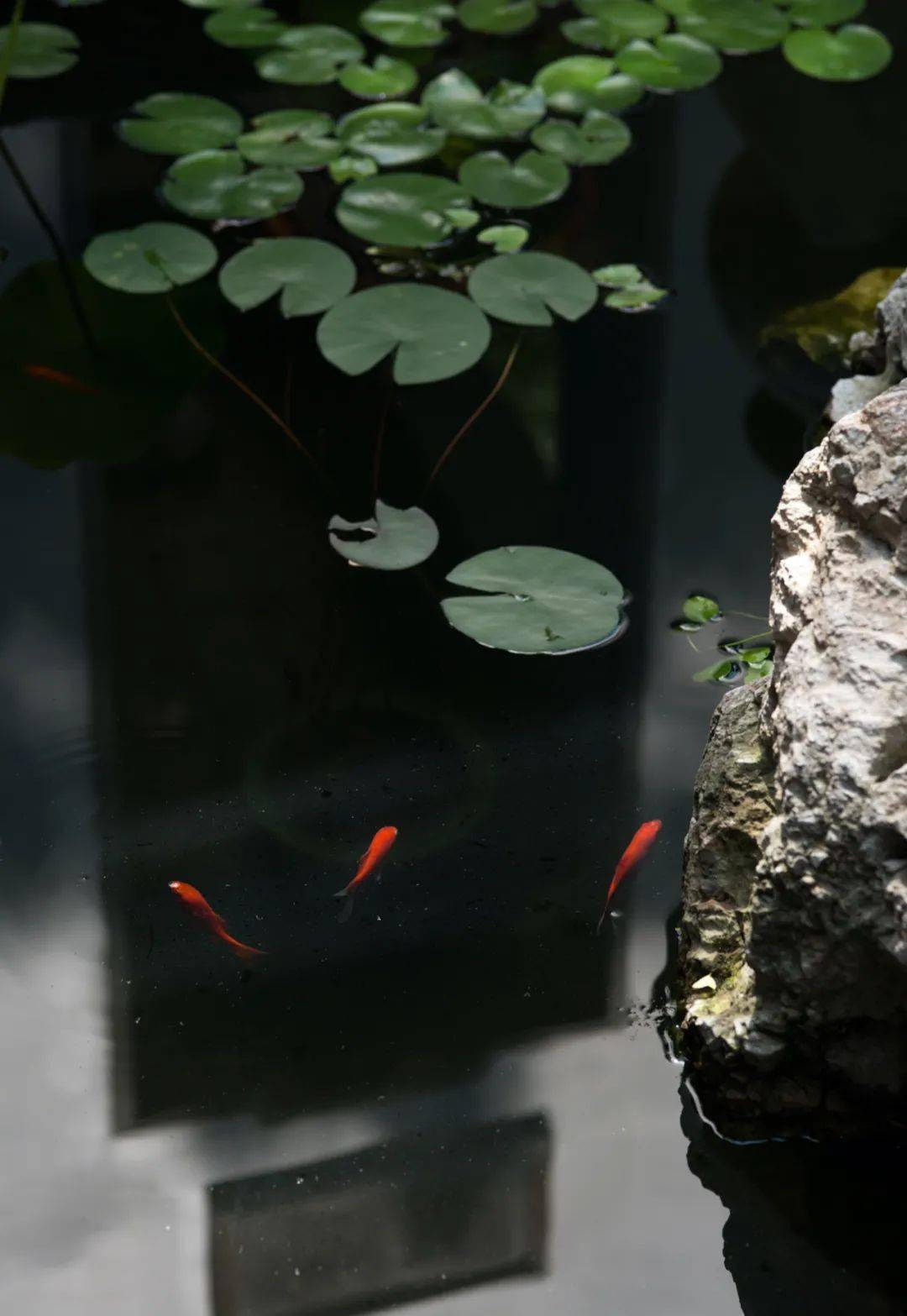 中式庭院,素雅静谧的东方意境_山山水水