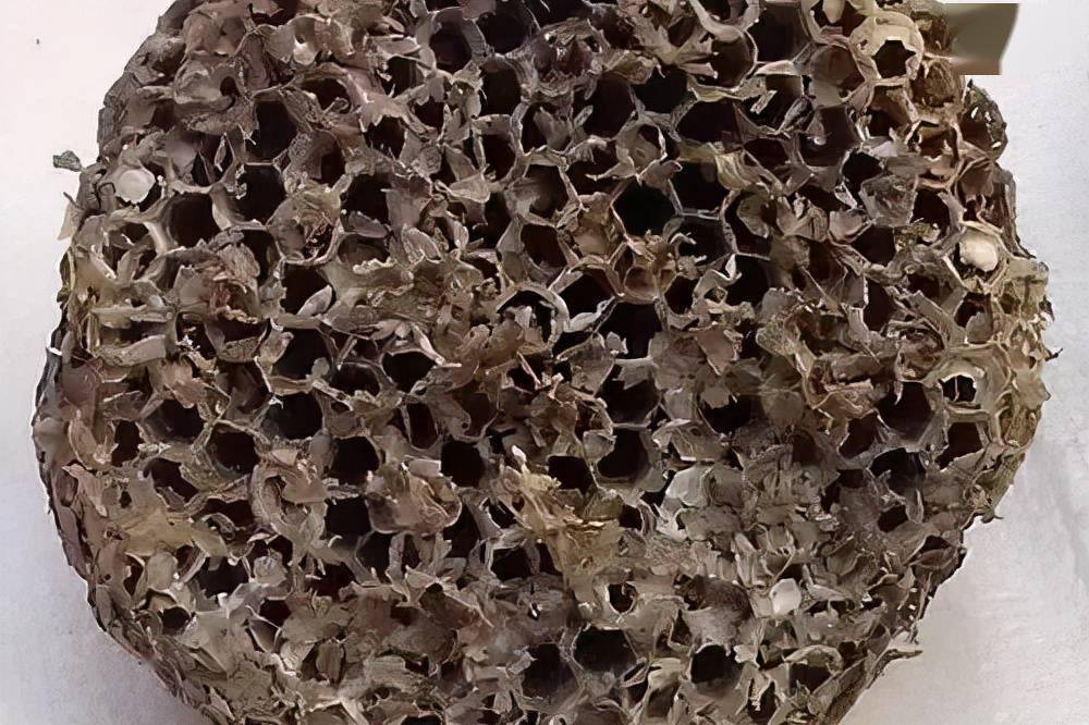 小时候捅过的马蜂窝,没想到是一味治病救人的良药_蜂房