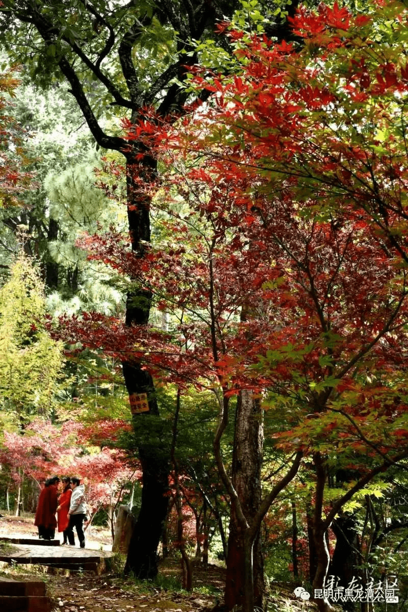 最美的枫叶在黑龙潭红枫岭起舞