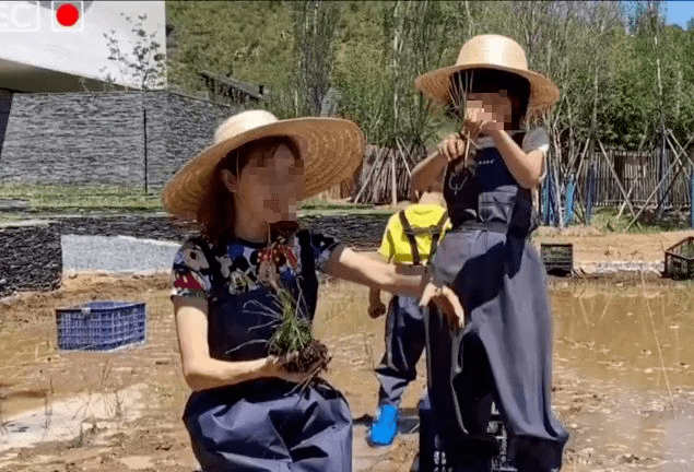 郭晶晶儿子在插秧月薪3000的我女儿在做名媛