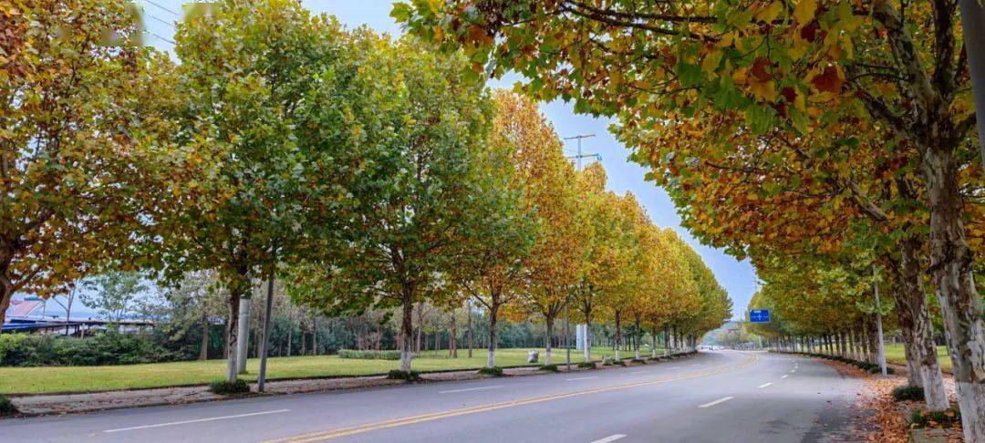 自贡梧桐大道2021最后的秋意你去了吗