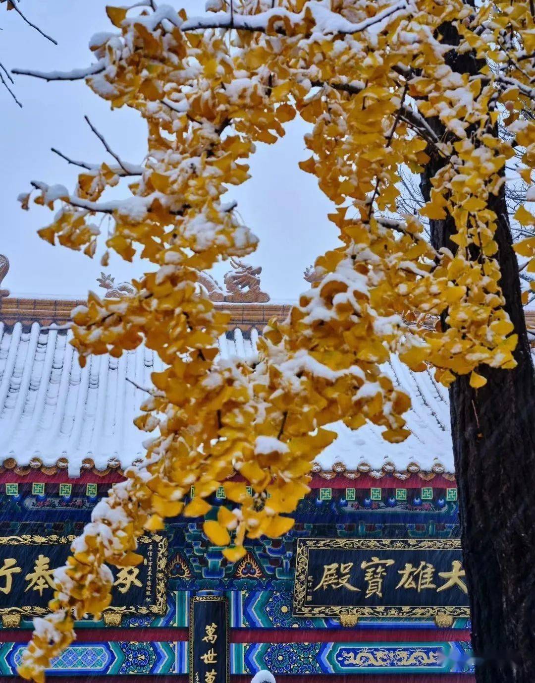 网友|济南雪景美上热搜!网友:一下雪,济南就成了济南府