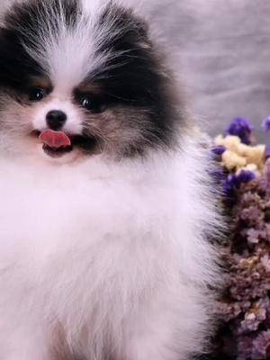 我的颜值狗博美 花博美 萌宠