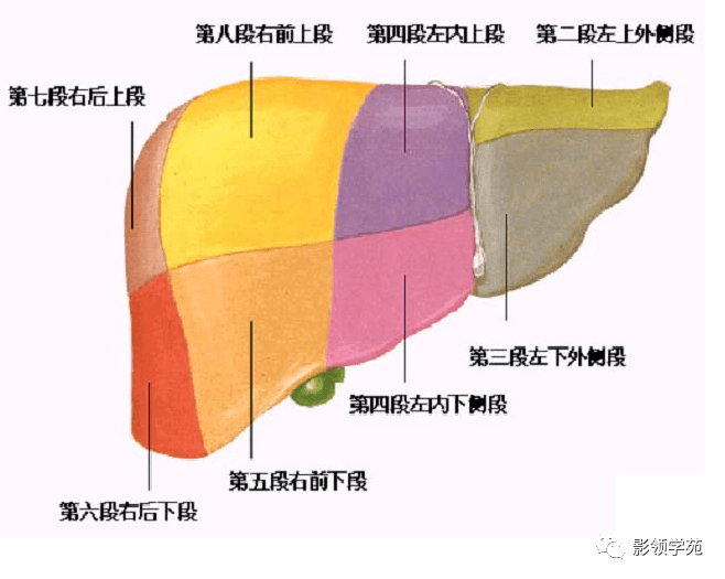 超讚最全肝臟的表面解剖及分葉分段