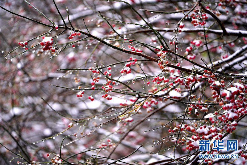 赵梦琪|湖北武当山：瑞雪迎立冬