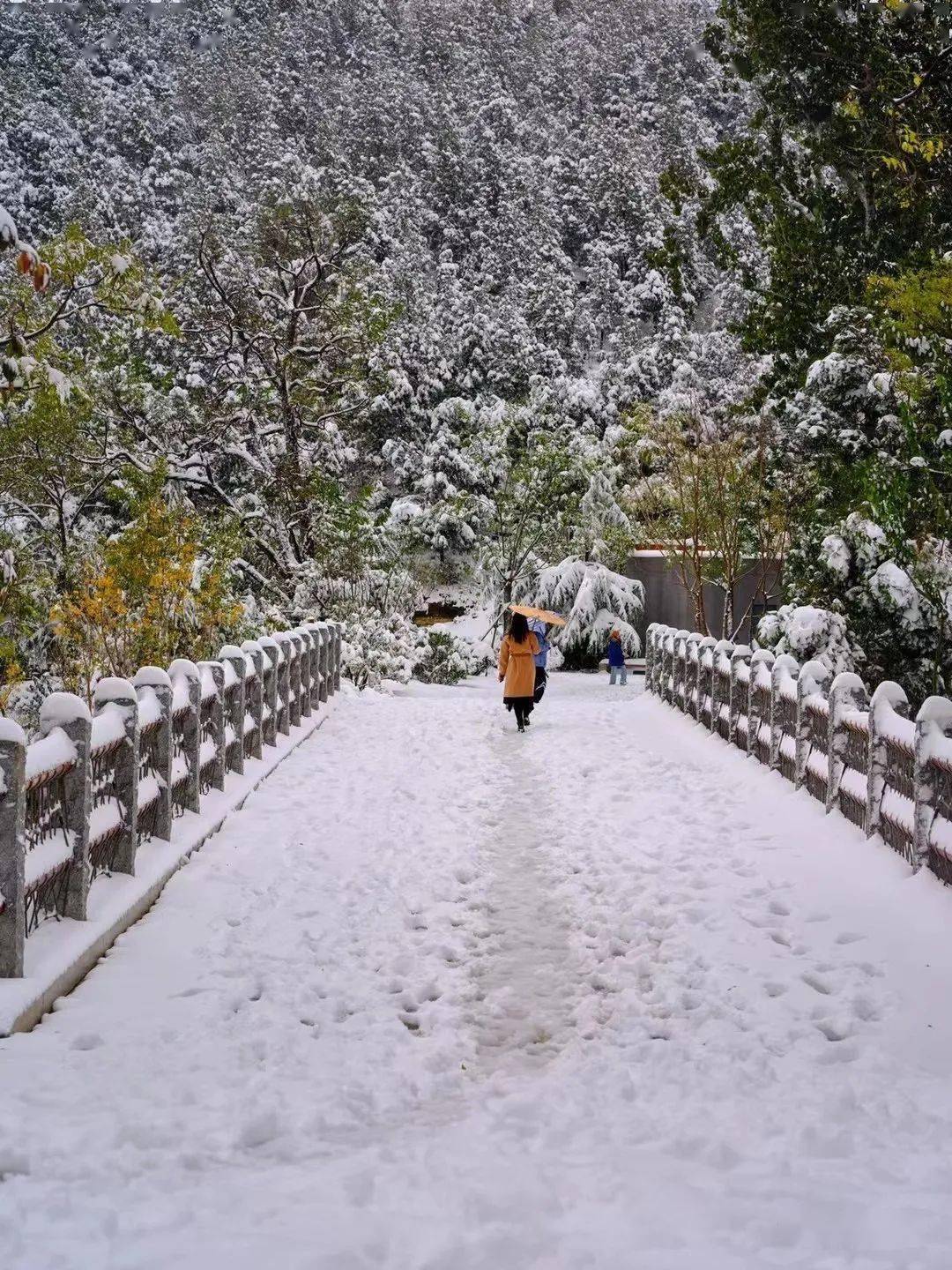 网友|济南雪景美上热搜!网友:一下雪,济南就成了济南府