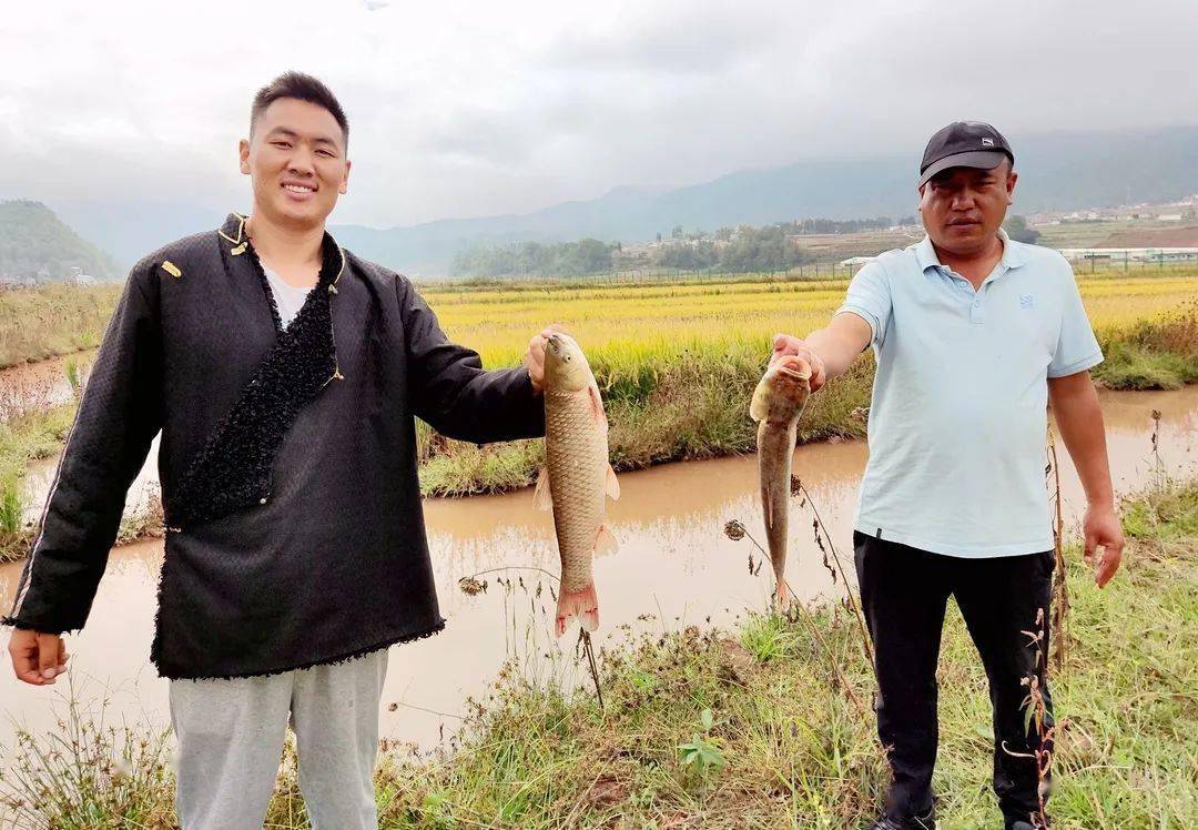 乡村振兴 | 越西:乡村振兴正当时 稻鱼共养促丰收_普雄镇