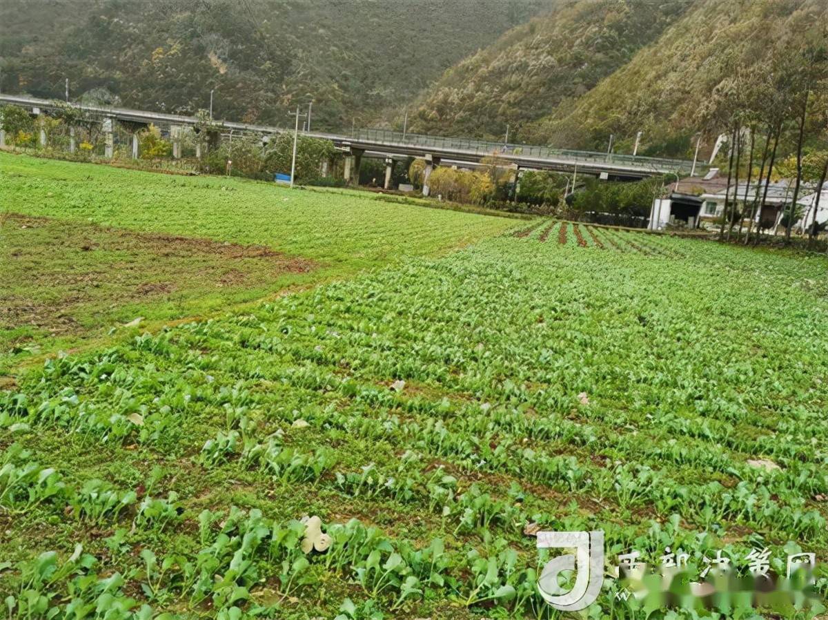 留坝县武关驿镇在行动._抗霖