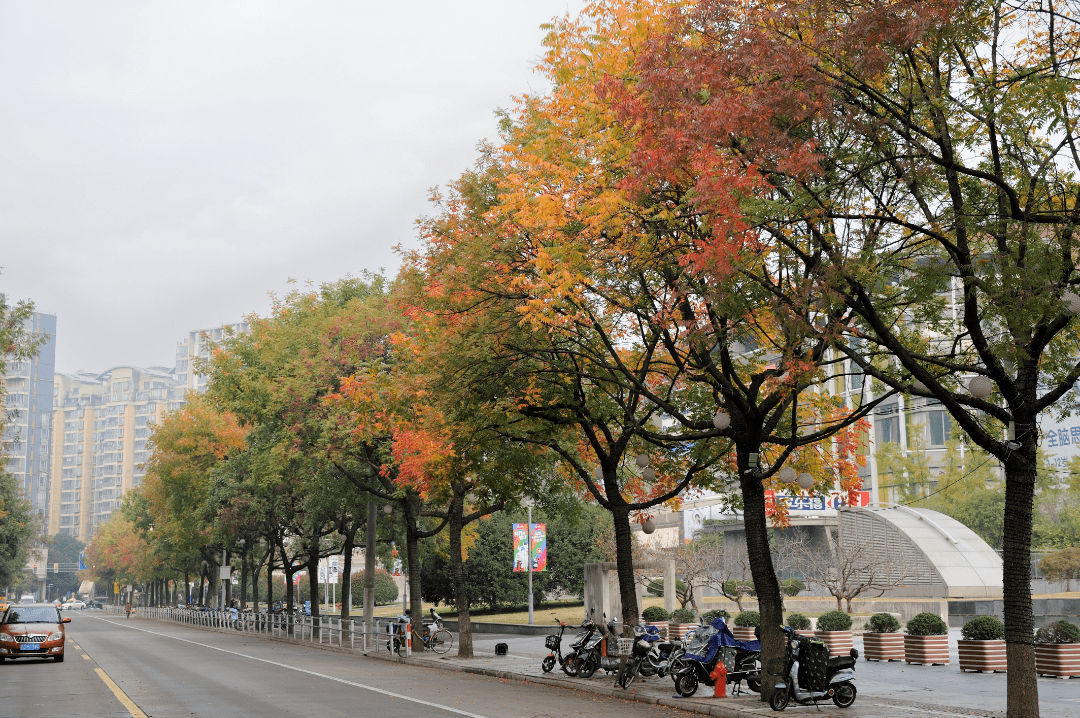 秦皇岛市市树图片