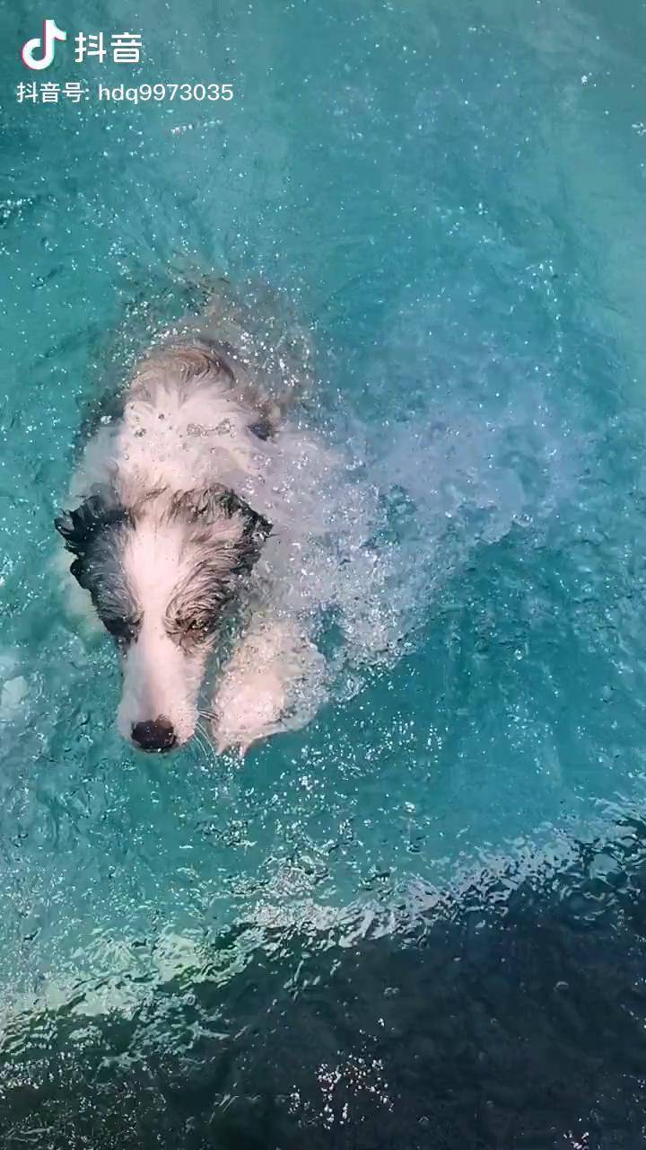 传说中的狗刨宠物乐园狗狗游泳