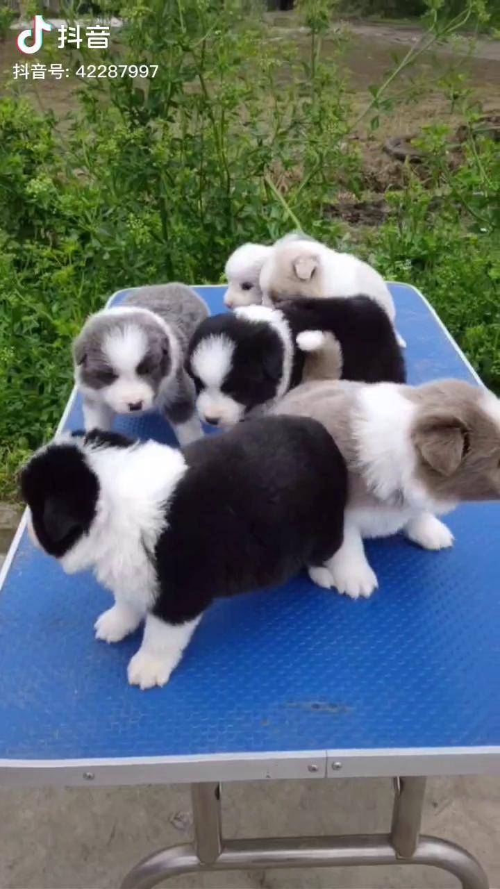 五颜六色的一窝小狗边境牧羊犬