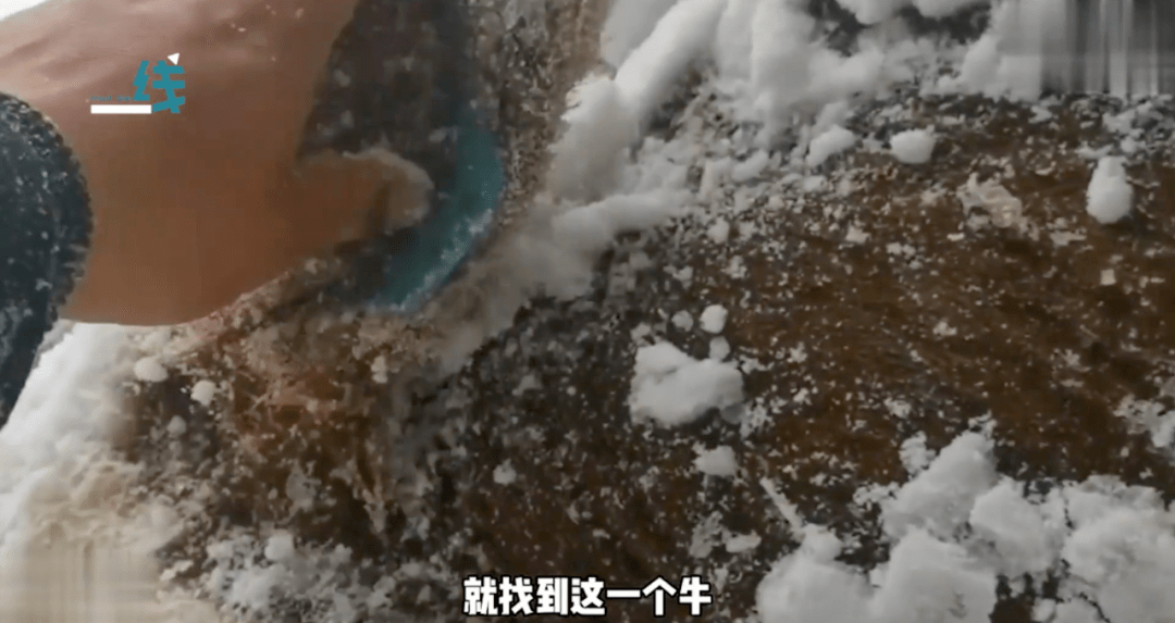 寒潮|暴雪下的东北，无法喘息