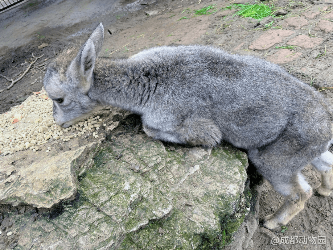 在线围观人工育幼小岩羊的回家之旅