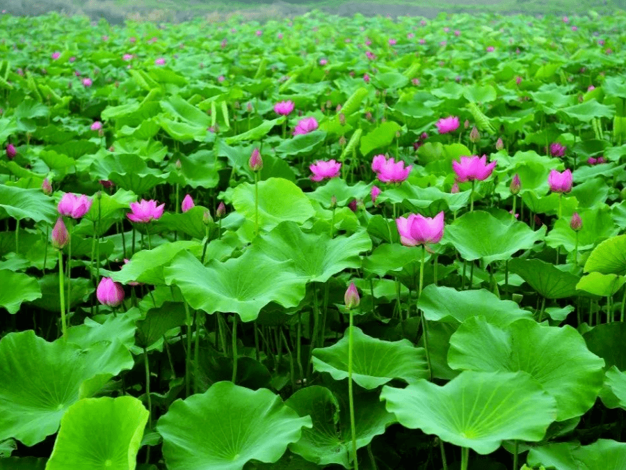 包容開放來這裡,赴一場與山水風光的約會蘇州天氣微涼你想去哪裡約一