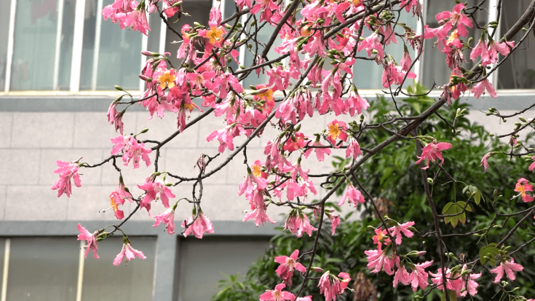 玉城丨美美美!玉林城區異木棉花開滿枝頭