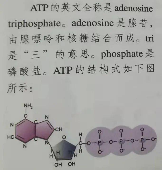 磷酸二酯键结构式图片