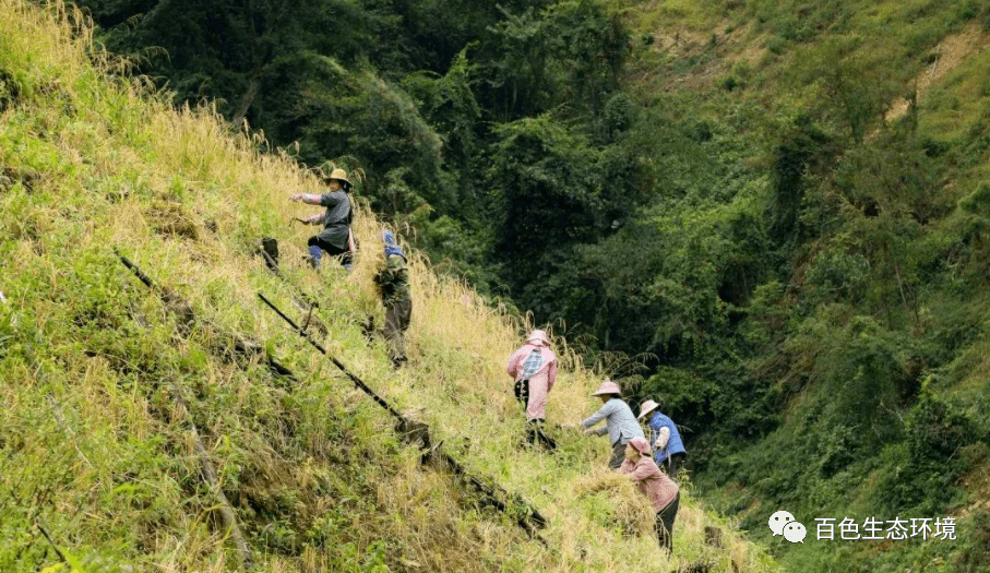 縣區風采┃凌雲縣高山生態旱稻又獲豐收