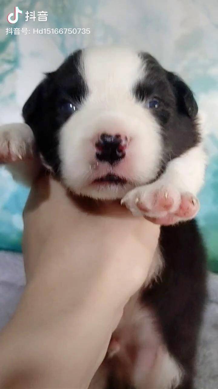 边牧日常边牧小奶狗家有萌犬狗子