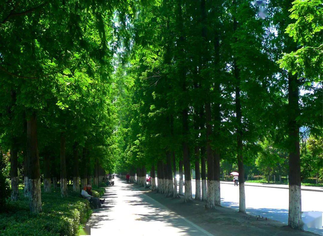 寻找邳州十大最美行道树就差你一票