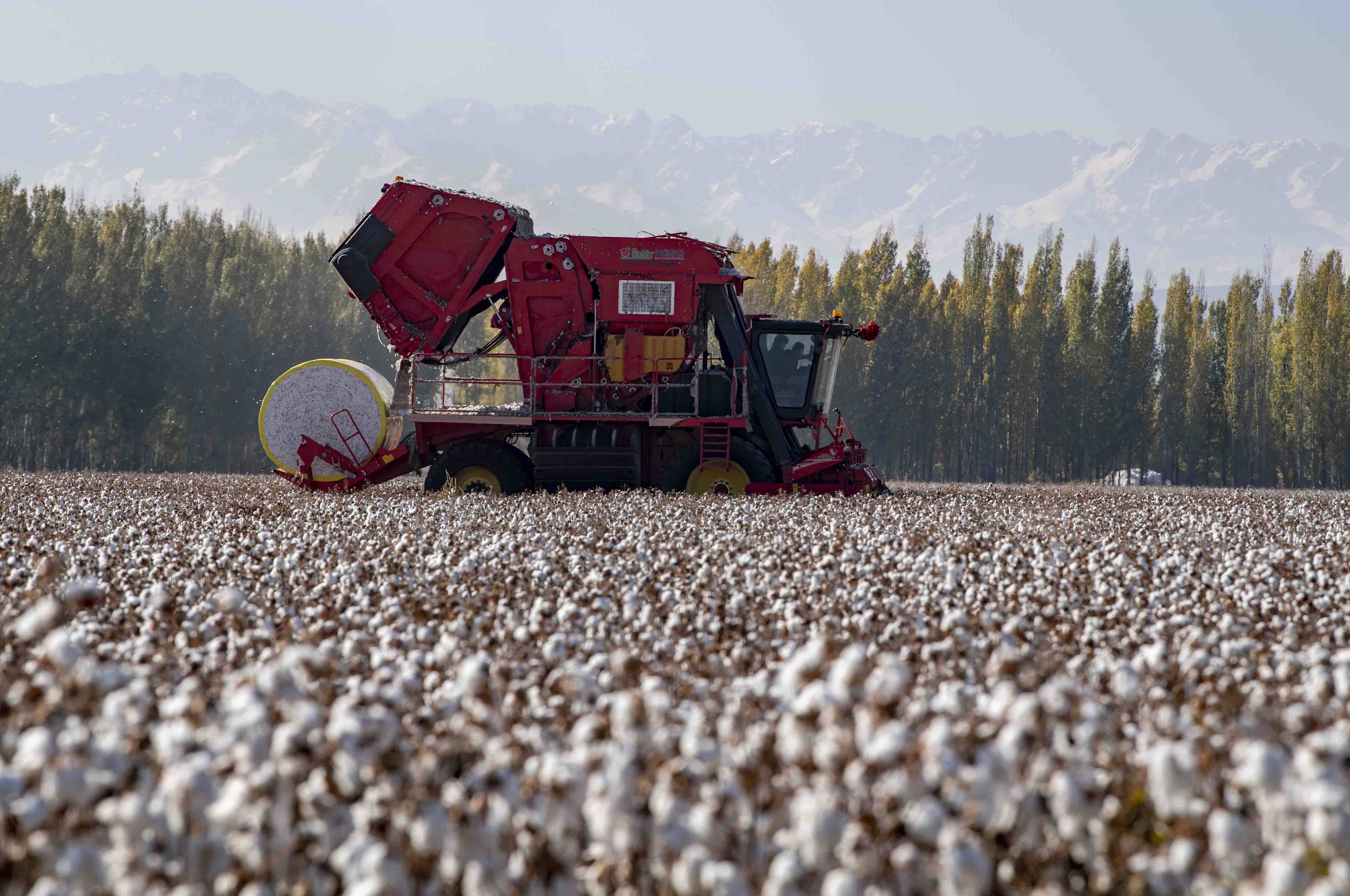 新疆棉农陆高林采棉记