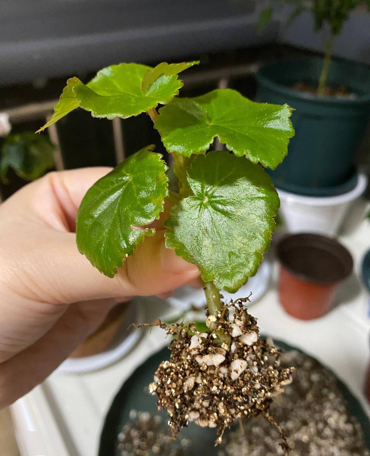 丽格海棠怎么养?做好3点开花一簇簇迷人典雅又繁花