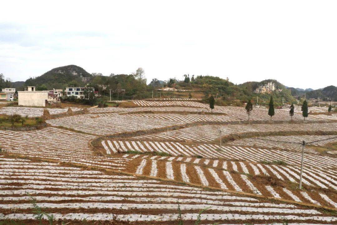 贯彻党代会精神织金县化起镇3000亩红尖叶莴笋助推秋冬种