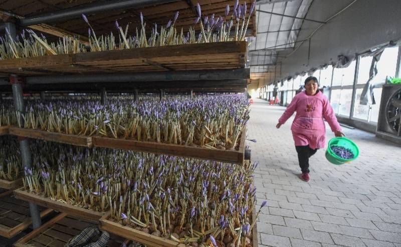 建德市|图集：西红花之乡迎丰收，头期花丝价比黄金，每公斤达三万元