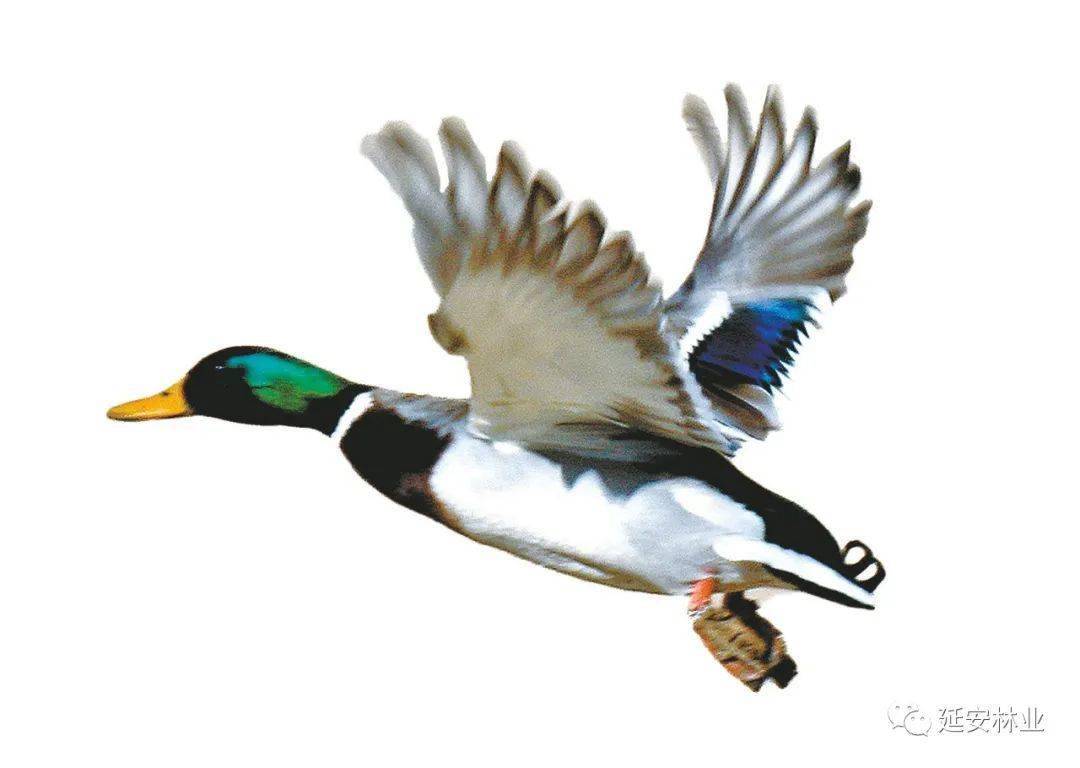 视觉陕西】延安：翩翩起舞绿头鸭_搜狐网, image size:1080x768