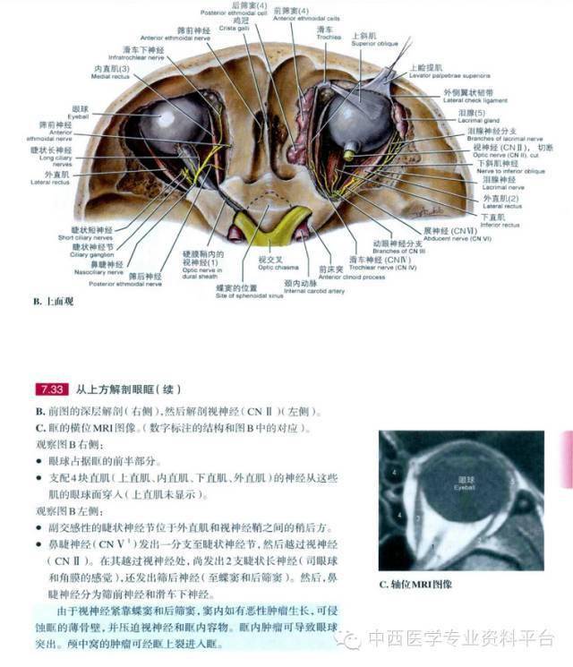 grant解剖图035眶眼球及腮腺区