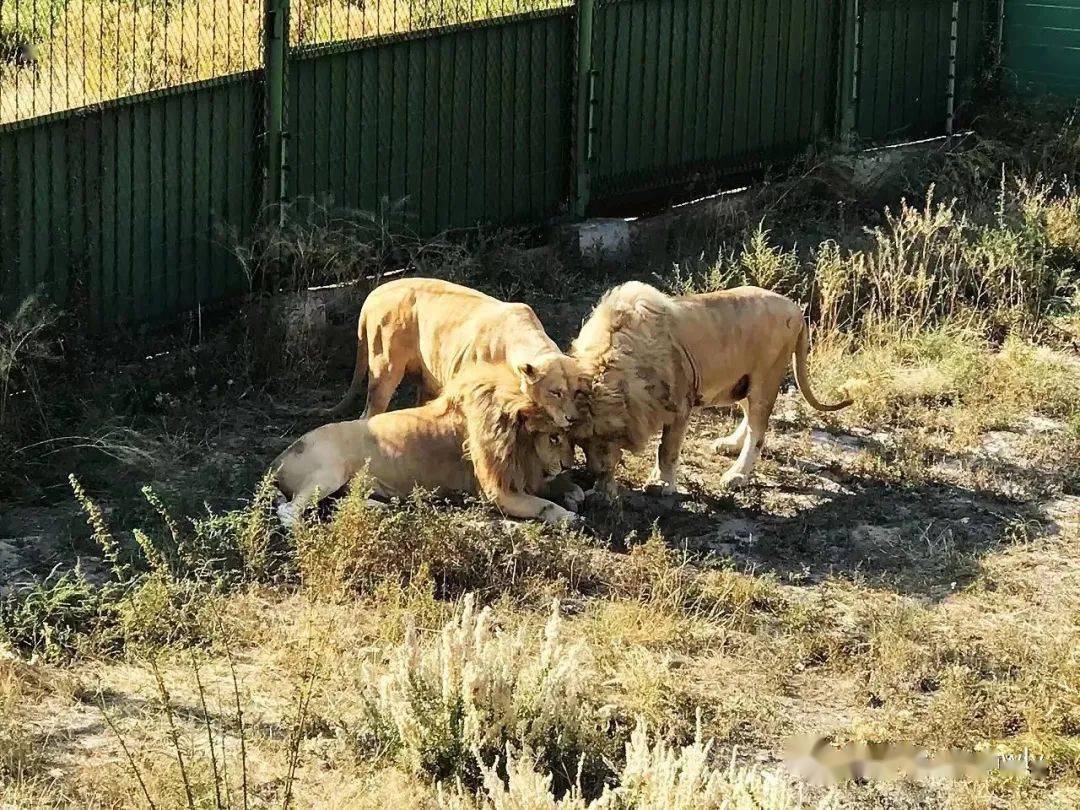 烏魯木齊周邊遊攻略之新疆天山野生動物園_猛獸