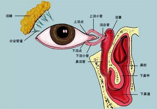 睫状肌解剖图图片
