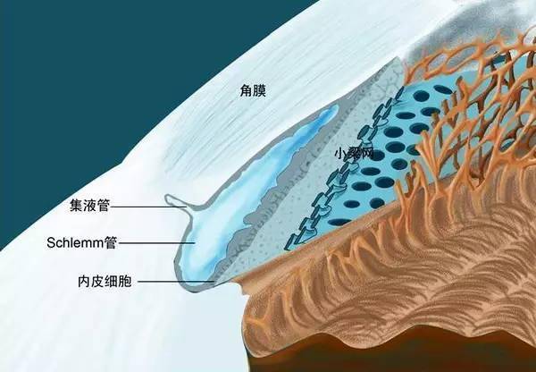 藍色代表靜脈)角膜的組織學結構圖眼睛的淚道解剖圖眼球結膜的橫截面