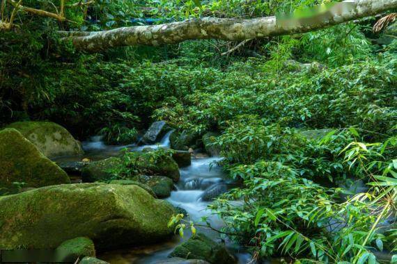 海南陵水：热带雨林 绿意森森