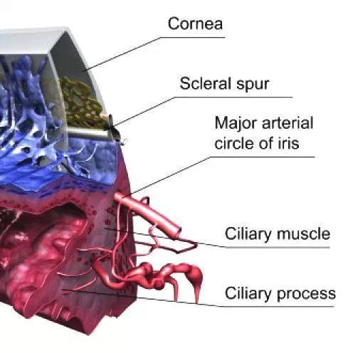 藍色代表靜脈)角膜的組織學結構圖眼睛的淚道解剖圖眼球結膜的橫截面
