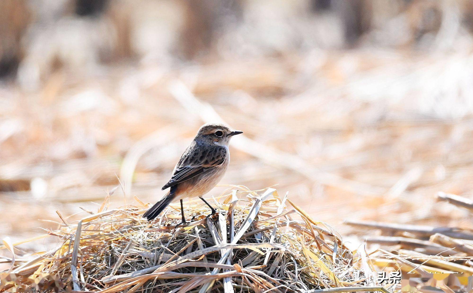 校园候鸟季之东亚石46