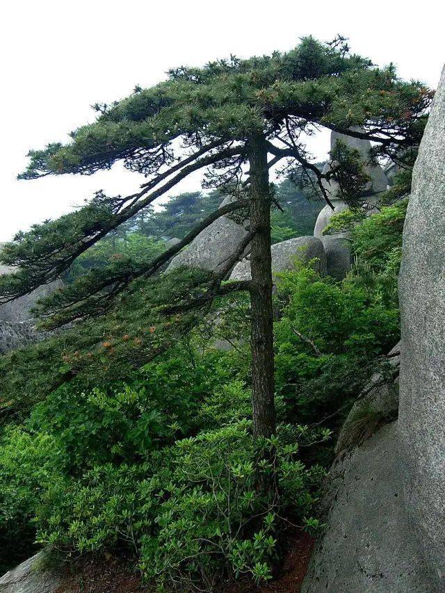 39迎客松之一40岩上小松