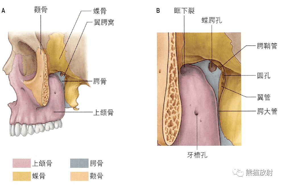 解剖丨颞下窝,翼腭窝,颞下颌关节