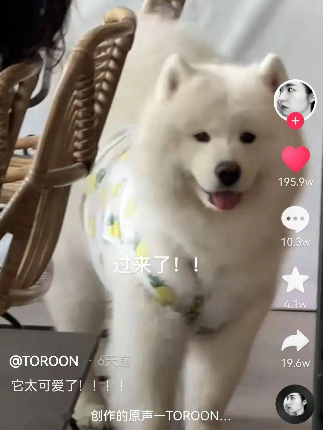 方在偶遇一只超有礼貌的狗狗...百万网友心动:这就是一见钟情吧!