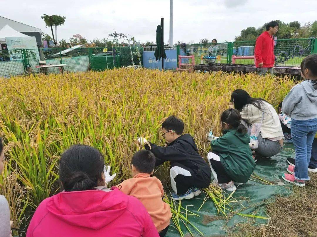 水稻收割编稻草人来季高兔窝窝赴一场趣味农学体验