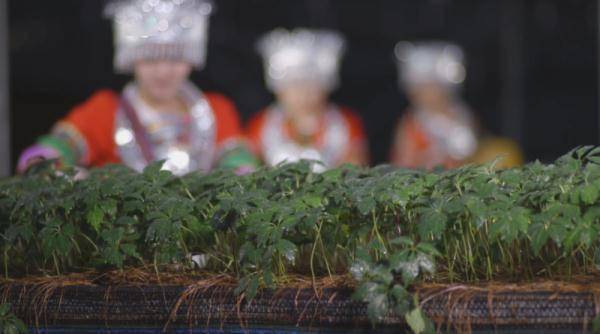 历史|文山三七宣传片——《时光里的三七》