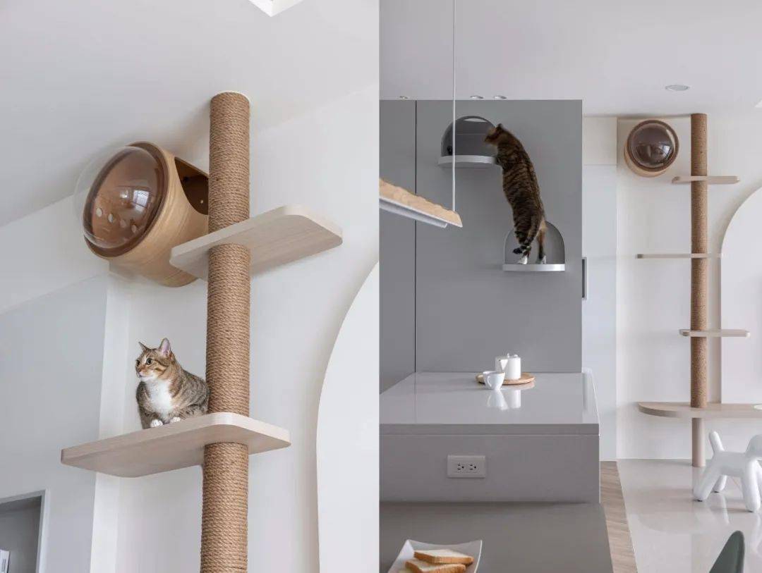 养宠物的住宅,应该这样设计!_空间