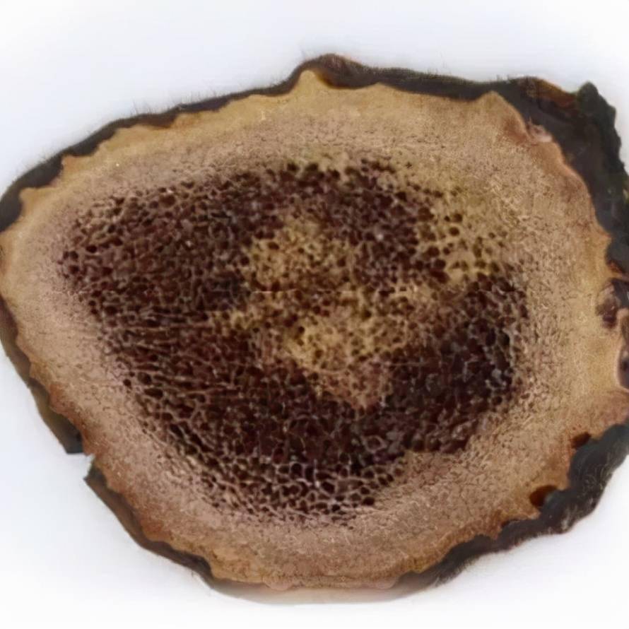 东北三宝之鹿茸