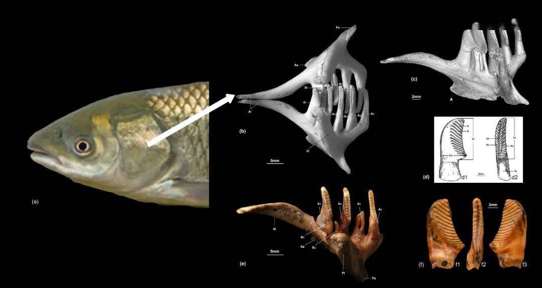 草鱼独特的咽齿小咽齿大功能