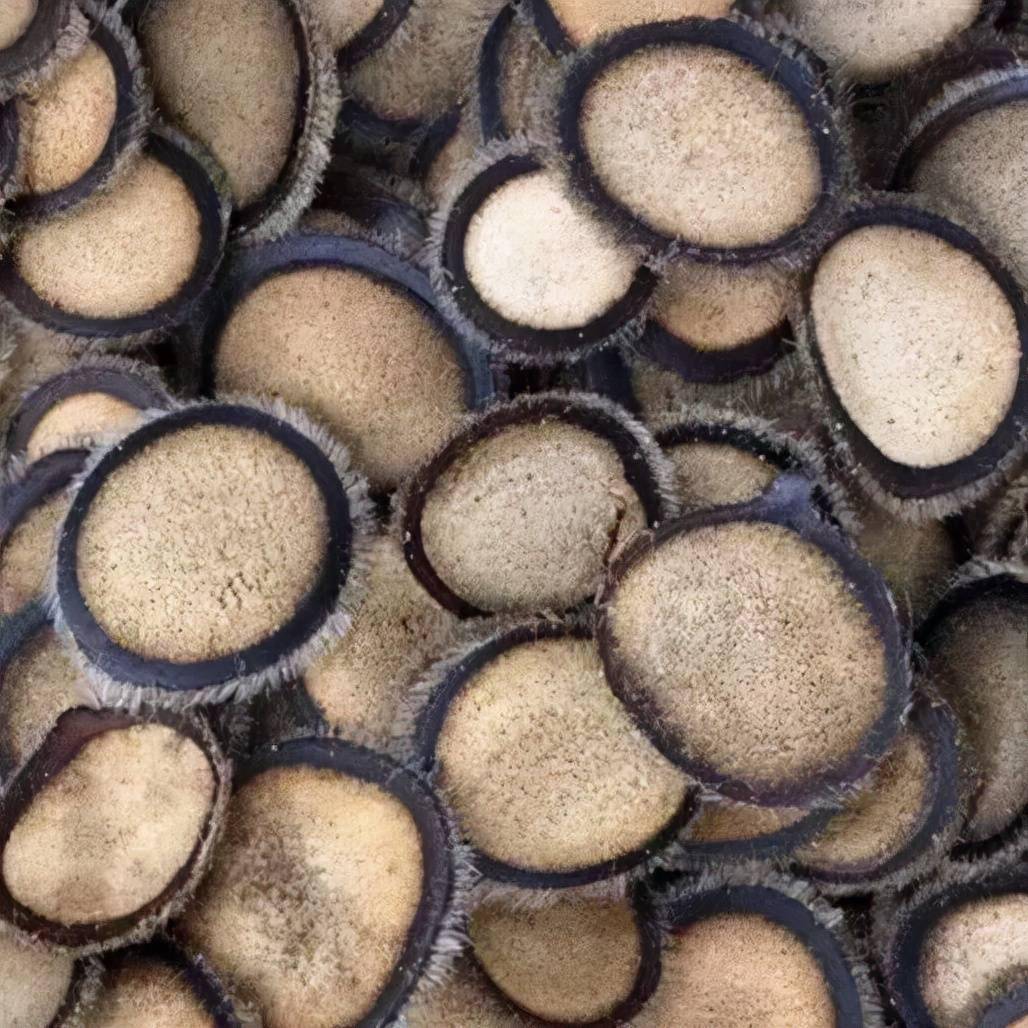 东北三宝之鹿茸