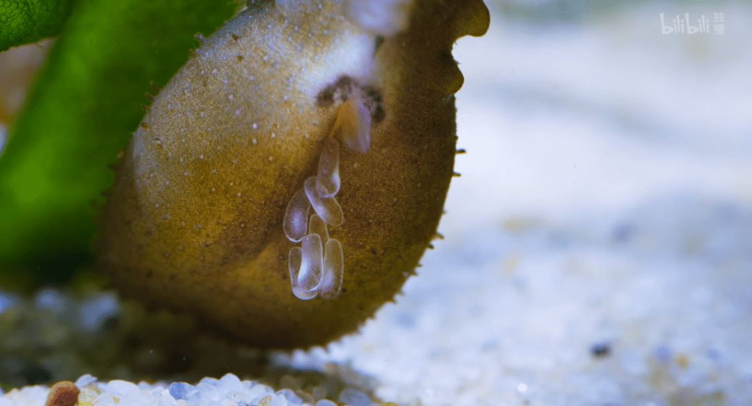 海马|这尺度不付费真能看？